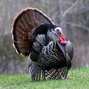 Meleagris gallopavo