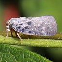 Metcalfa pruinose