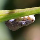Metcalfa pruinose