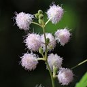 Mimosa sp. 1