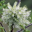 Misodendrum linearifolium