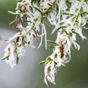 Misodendrum linearifolium