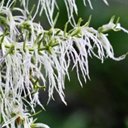 Misodendrum linearifolium