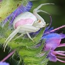 Misumena vatia