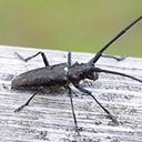 Monochamus scutellatus