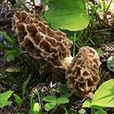 Morchella esculenta