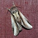 Moths (Heterocera)