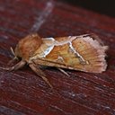 Moths (Heterocera)