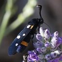 Moths (Heterocera)