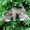 Moths (Heterocera)