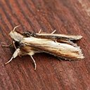 Moths (Heterocera)