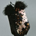 Moths (Heterocera)