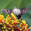 Moths (Heterocera)