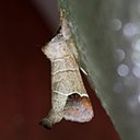 Moths (Heterocera)