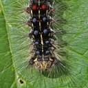 Moths (Heterocera)