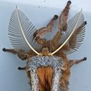 Moths (Heterocera)
