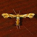 Moths (Heterocera)