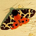 Moths (Heterocera)