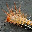 Moths (Heterocera)