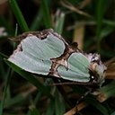Moths (Heterocera)