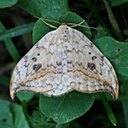Moths (Heterocera)
