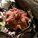 Neogyromitra brunnea