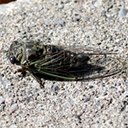 Neotibicen sp.