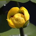 Nuphar variegata