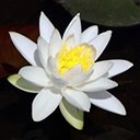 Nymphaea odorata