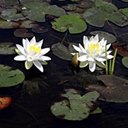 Nymphaea odorata