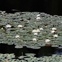Nymphaea odorata