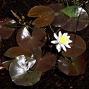 Nymphaea odorata