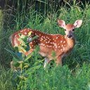 Odocoileus virginianus