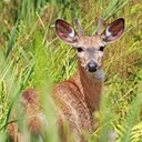 Odocoileus virginianus