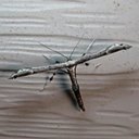 Oidaematophorus eupatorii