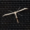 Oidaematophorus eupatorii