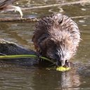 Ondatra zibethicus