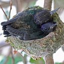 Open nests