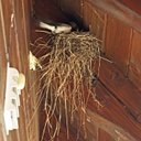 Open nests