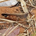 Orthopterans
