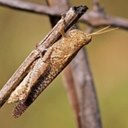 Orthopterans