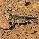 Orthopterans