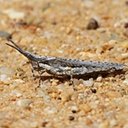 Orthopterans