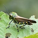 Orthopterans