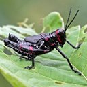 Orthopterans