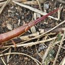 Orthopterans