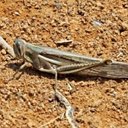 Orthopterans