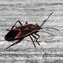 Ortópteros e Hemípteros adultos e suas ninfas