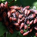 Ortópteros e Hemípteros adultos e suas ninfas