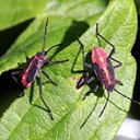 Ortópteros e Hemípteros adultos e suas ninfas